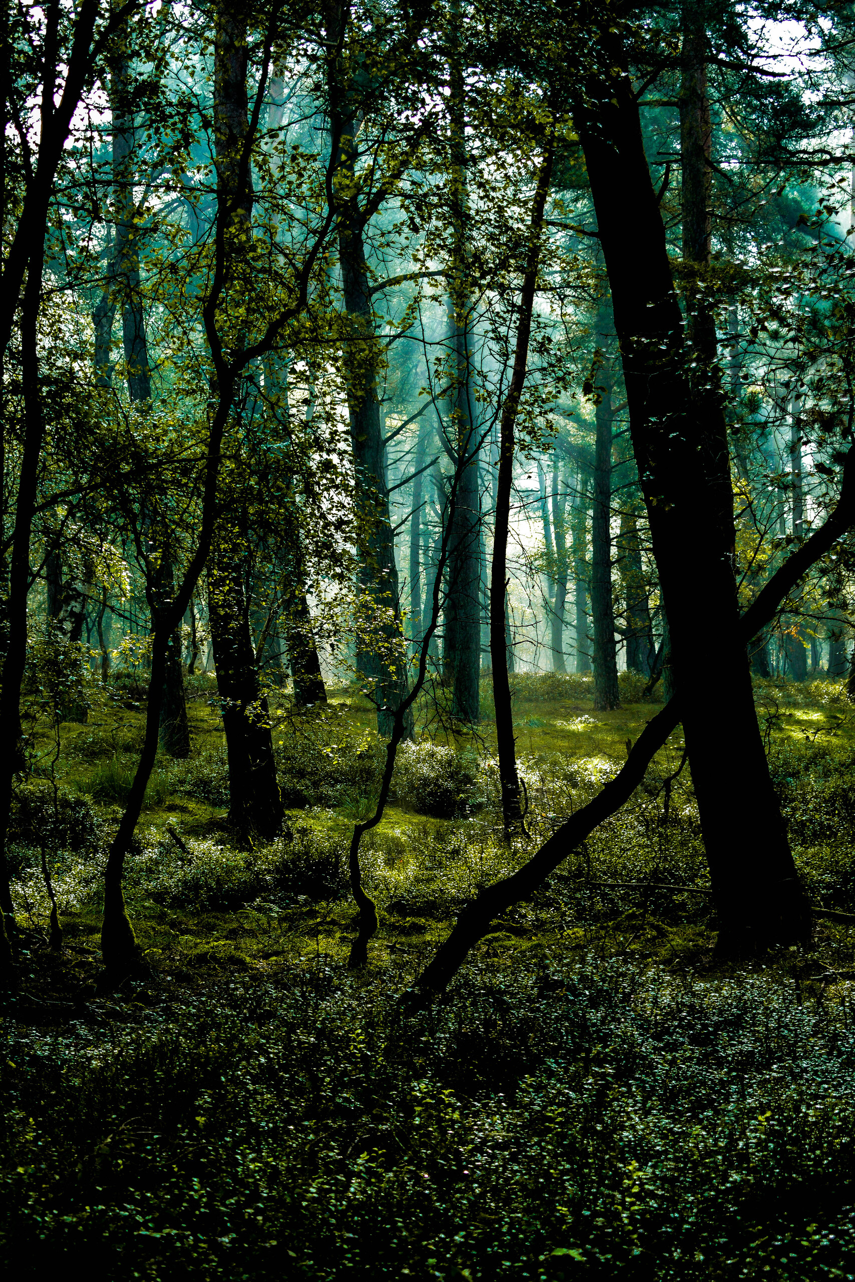 Montferland run