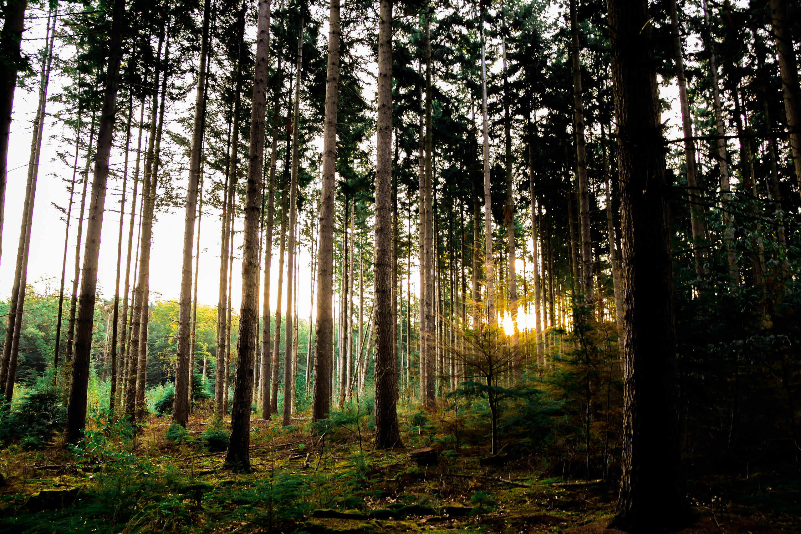 Samen op pad met de nachtwachter van het Bergherbos