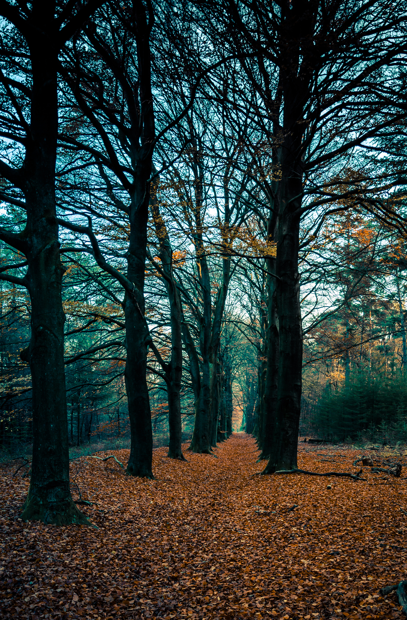 Leer de smokkelroutes van het Montferland kennen