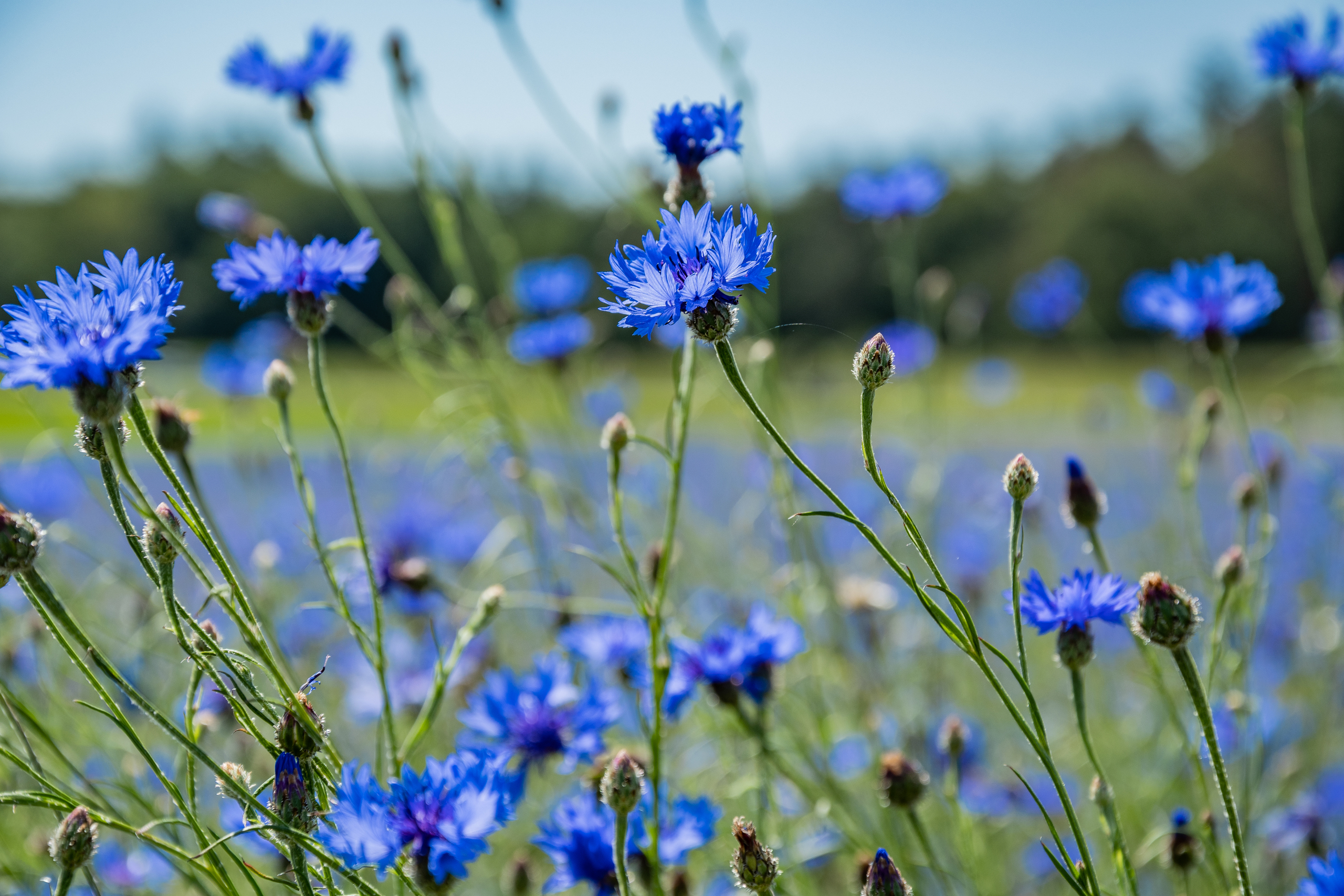 💙🌾 De Korenbloem in Montferland: Een symbool van hoop, weer volop in bloei! 🌾💙