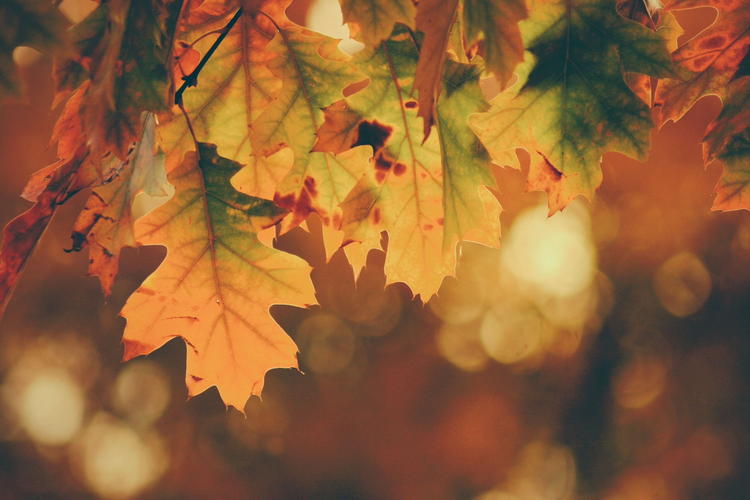 Herfstwandeling in de Nevelhorst