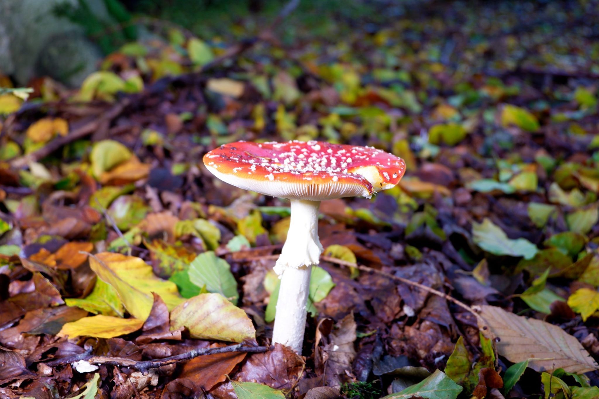 Herfst in het Montferland!