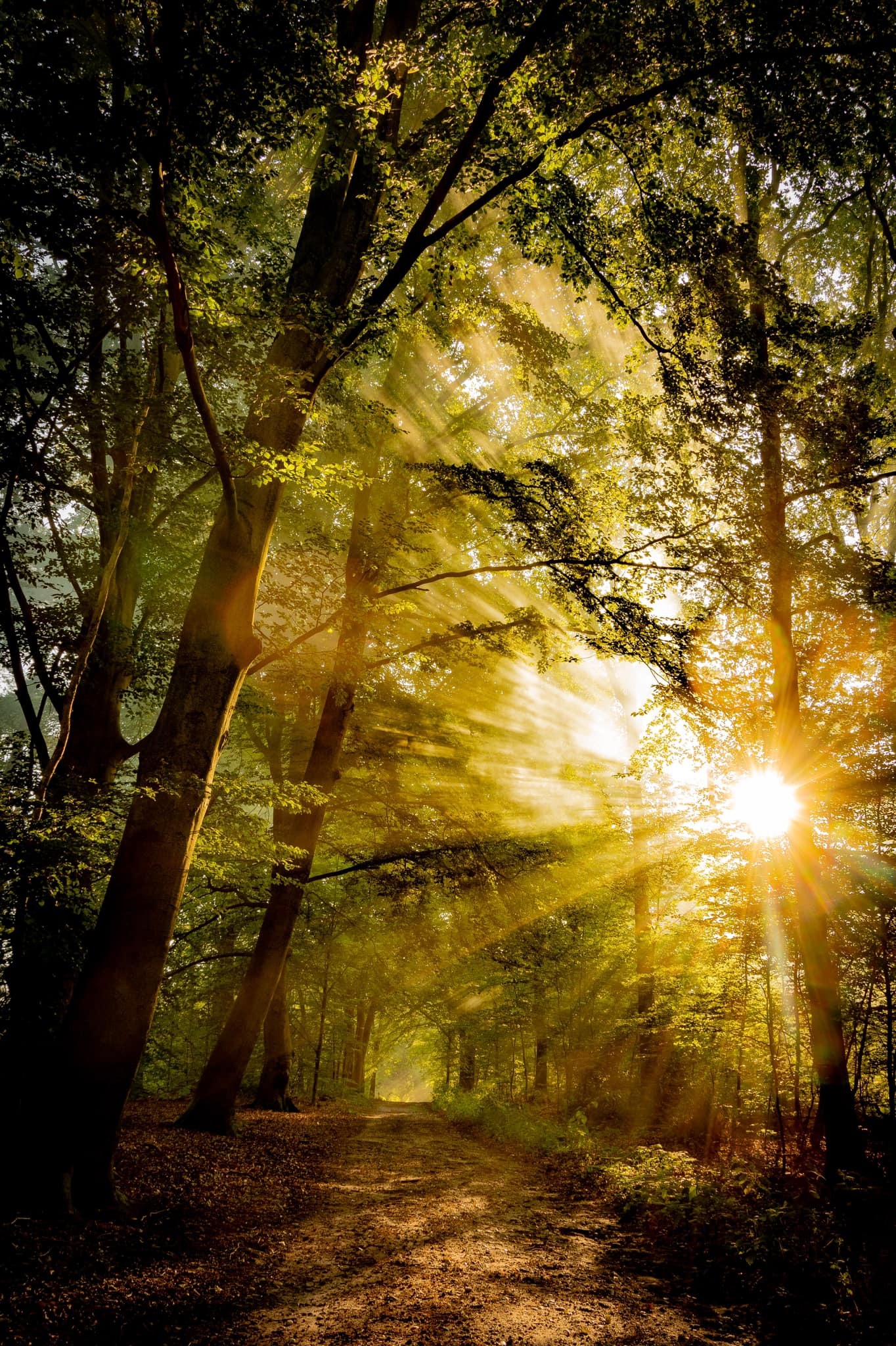 Sun is shining in Montferland