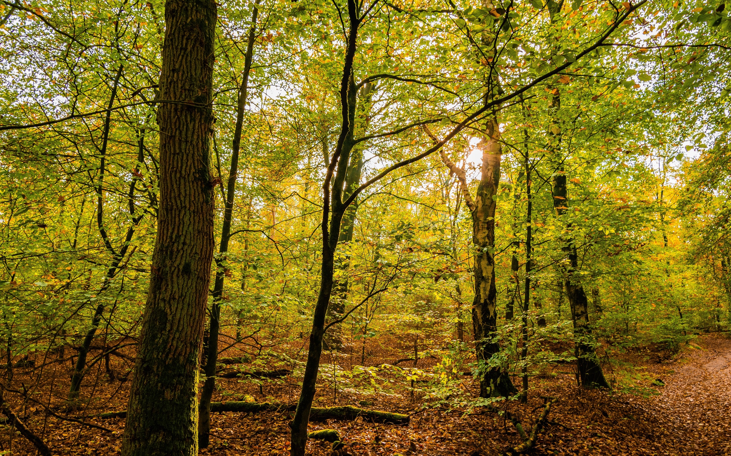 Herfst in Montferland bomen