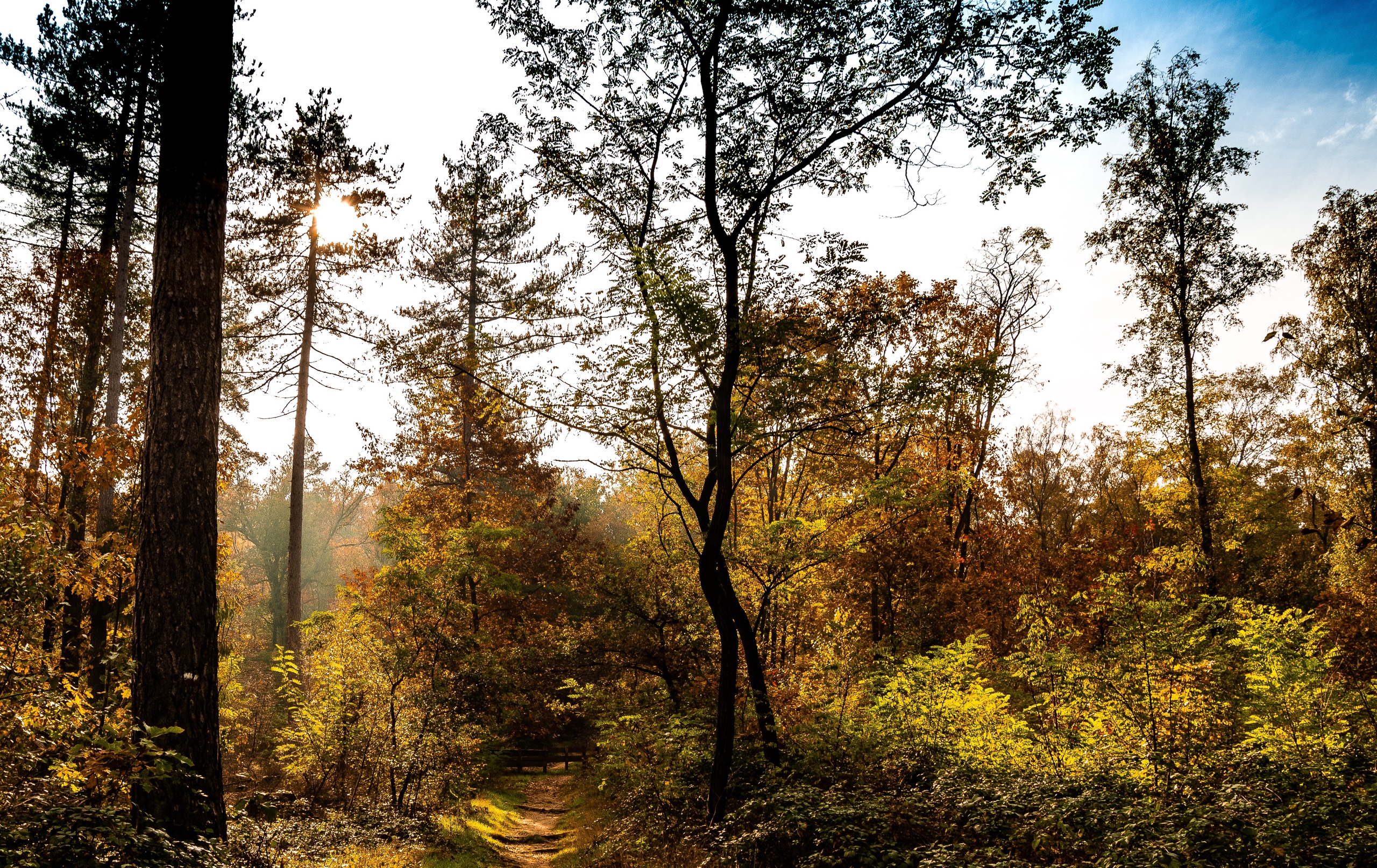 Herfst in Montferland voetpad