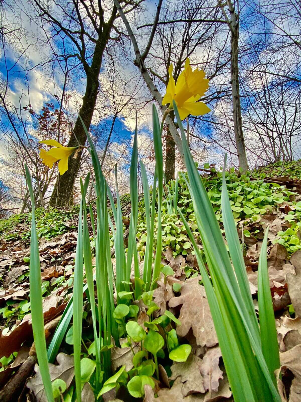 Lente in Montferland